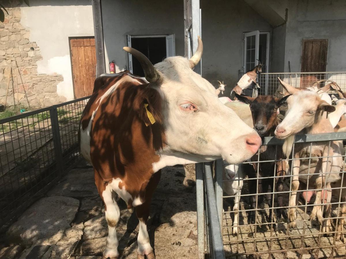 Pension Biofarma Slunecna Zelnava Экстерьер фото